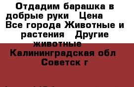 Отдадим барашка в добрые руки › Цена ­ 1 - Все города Животные и растения » Другие животные   . Калининградская обл.,Советск г.